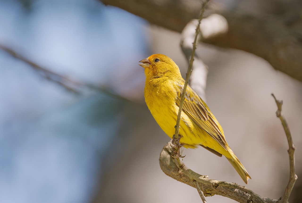 saffron-finch-9232101_1280 (1)_937.jpg